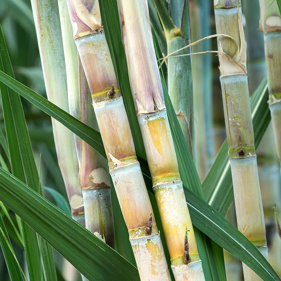 생산부터 분해까지 자연친화적